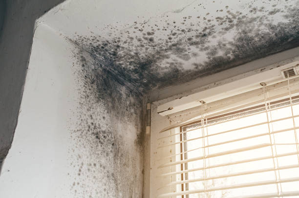 Trusted Mold Inspection service in Dedham, MA - Cheap Mold Removal